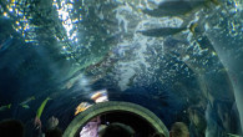 În Grădina Zoologică din Nyiregyhaza trăiesc 5.000 de animale. Sursa foto: Ovi D. Pop | Poza 9 din 18