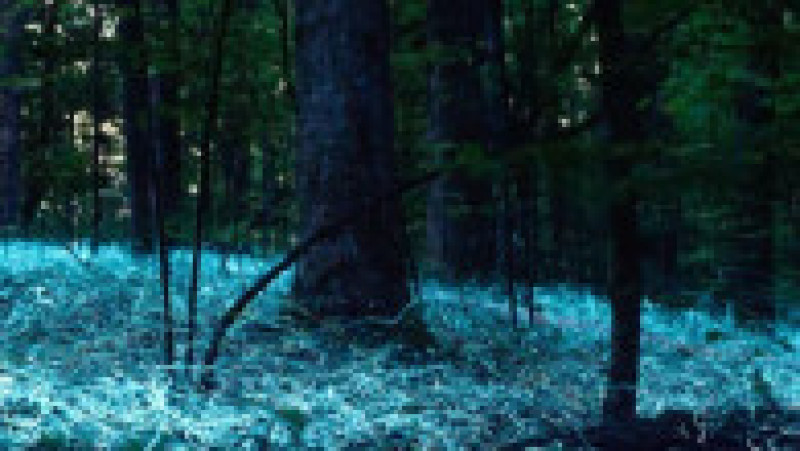 Phausis reticulata emite o lumină albastră continuă în locul luminii verzi intermitente pe care o produc alte specii de licurici. Captură foto: X | Poza 2 din 7