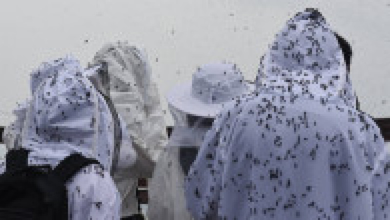 Invazie de „lovebugs” în Coreea de Sud. Foto: Profimedia Images | Poza 5 din 6