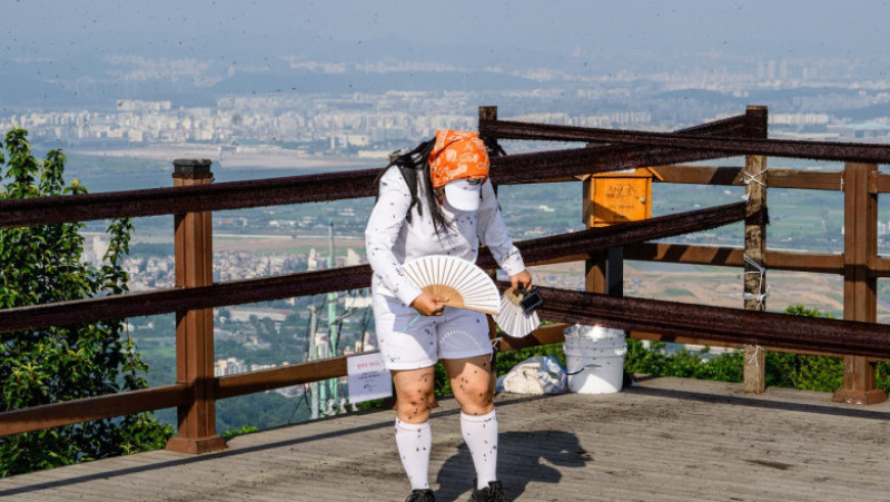 Invazie de „lovebugs” în Coreea de Sud. Foto: Profimedia Images 