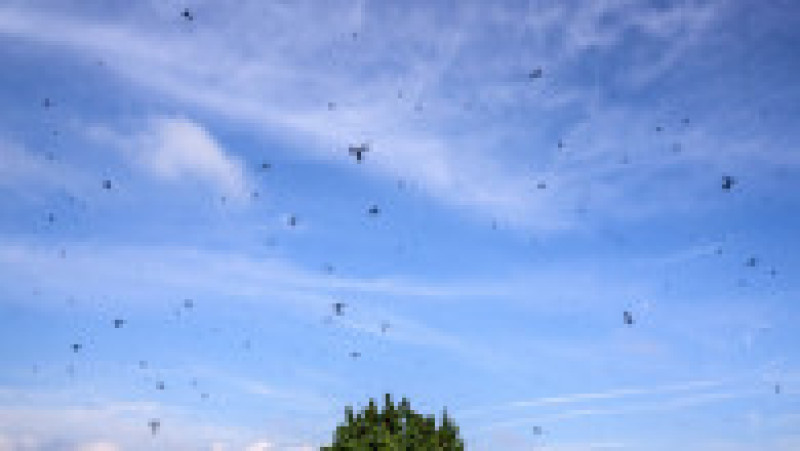 Invazie de „lovebugs” în Coreea de Sud. Foto: Profimedia Images | Poza 3 din 6