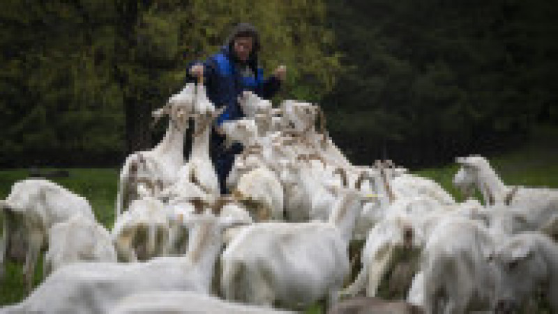 Un deținut hrănește capre în munții Rodopi, lângă închisoarea Smolean, pe 13 mai 2025, Foto: Profimedia | Poza 1 din 7