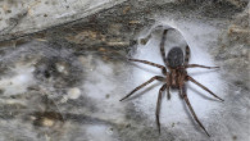 Foto: Profimedia Images | Poza 3 din 4