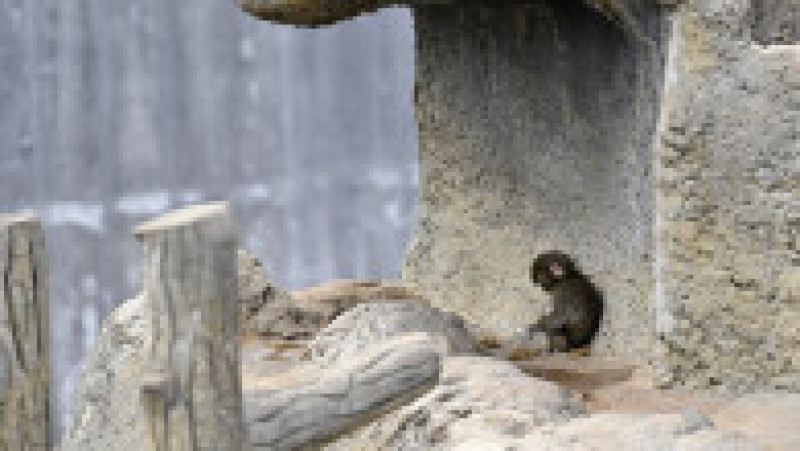 Punch, puiul de macac japonez devenit vedetă după ce a fost rănit de mamă Foto: Profimedia | Poza 7 din 8
