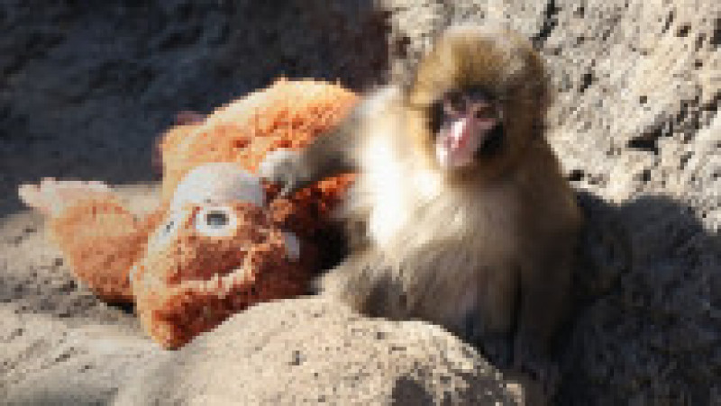 Punch, puiul de macac japonez devenit vedetă după ce a fost rănit de mamă Foto: Profimedia | Poza 2 din 8