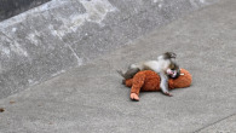 Punch, puiul de macac japonez devenit vedetă după ce a fost rănit de mamă Foto: Profimedia | Poza 3 din 8