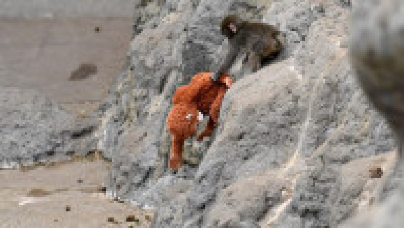 Punch, puiul de macac japonez devenit vedetă după ce a fost rănit de mamă Foto: Profimedia | Poza 4 din 8