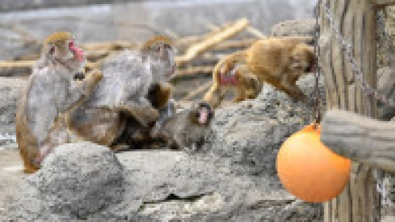 Punch, puiul de macac japonez devenit vedetă după ce a fost rănit de mamă Foto: Profimedia | Poza 5 din 8