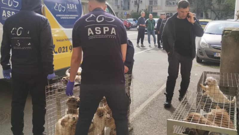 Nu mai puțin de 25 de câini, ținuți într-un apartament de bloc din București, în condiții greu de imaginat, au fost salvați de ASPA 2 672927956_1297044889247312_428395021239590587_n