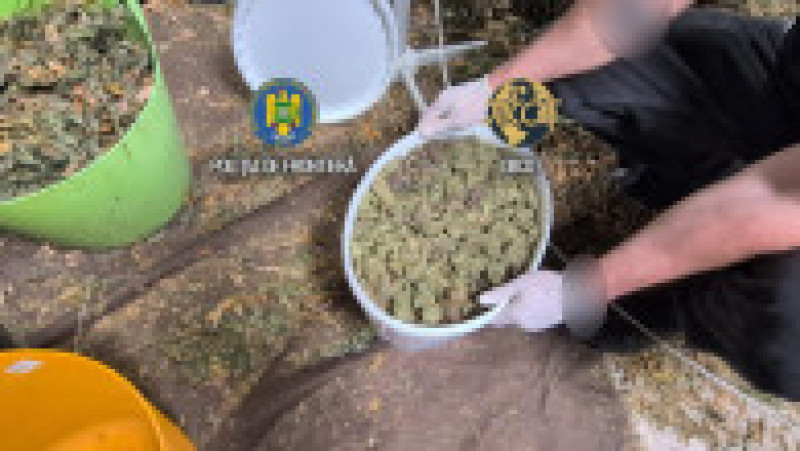 Cultură uriașă de canabis la ghiveci, descoperită lângă Capitală. Foto DIICOT | Poza 9 din 12