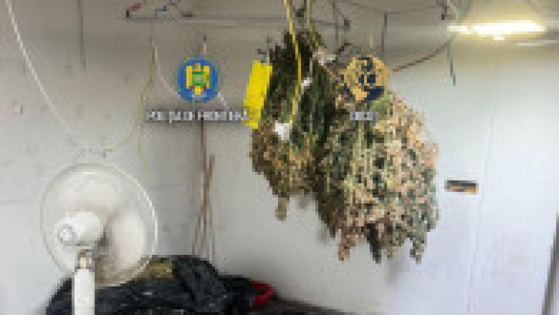 Cultură uriașă de canabis la ghiveci, descoperită lângă Capitală. Foto DIICOT | Poza 5 din 12