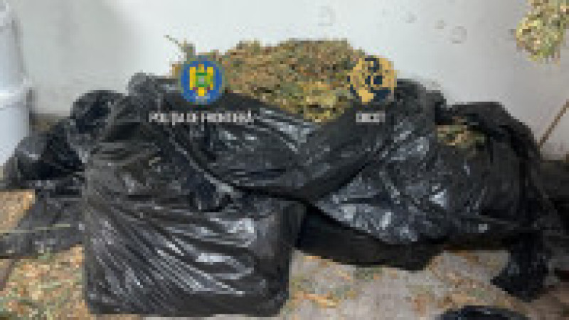Cultură uriașă de canabis la ghiveci, descoperită lângă Capitală. Foto DIICOT | Poza 2 din 12