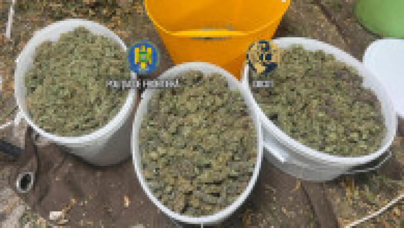 Cultură uriașă de canabis la ghiveci, descoperită lângă Capitală. Foto DIICOT | Poza 3 din 12