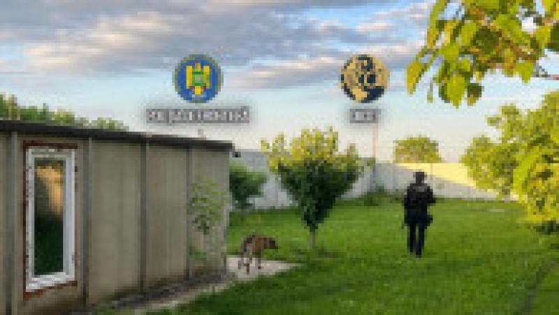 Cultură uriașă de canabis la ghiveci, descoperită lângă Capitală. Foto DIICOT | Poza 12 din 12