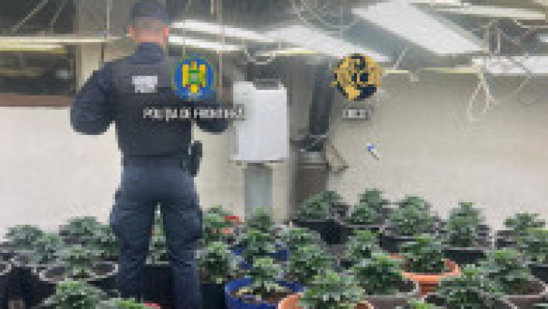 Cultură uriașă de canabis la ghiveci, descoperită lângă Capitală. Foto DIICOT | Poza 10 din 12