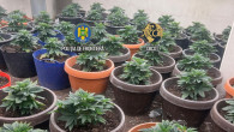 Cultură uriașă de canabis la ghiveci, descoperită lângă Capitală. Foto DIICOT | Poza 4 din 12