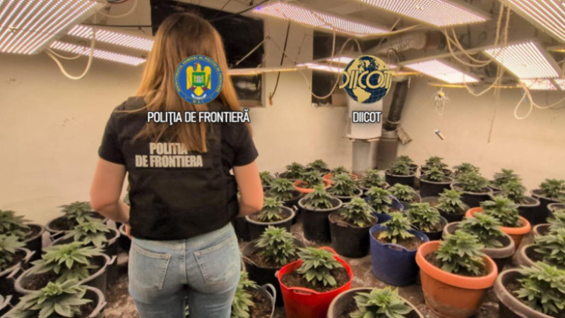 Cultură uriașă de canabis la ghiveci, descoperită lângă Capitală. Semințele erau aduse din Olanda prin poștă 2 Cultură uriașă de canabis la ghiveci, descoperită lângă Capitală. Foto DIICOT
