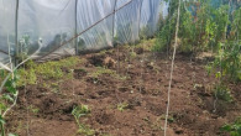 Cultură de canabis în Covasna, 60 de plante confiscate. Un bărbat de 62 de ani a fost reținut de DIICOT | Poza 6 din 6