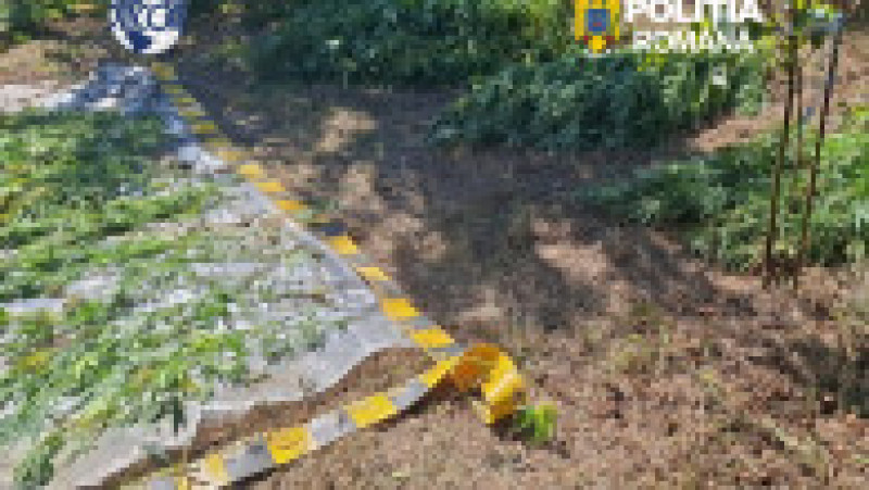 Cultură de canabis în Covasna, 60 de plante confiscate. Un bărbat de 62 de ani a fost reținut de DIICOT | Poza 4 din 6