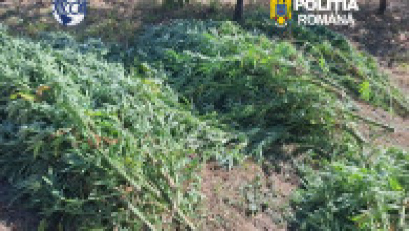 Cultură de canabis în Covasna, 60 de plante confiscate. Un bărbat de 62 de ani a fost reținut de DIICOT | Poza 5 din 6