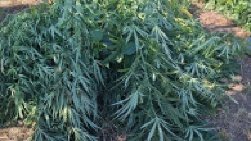 Cultură de canabis în Covasna, 60 de plante confiscate. Un bărbat de 62 de ani a fost reținut de DIICOT | Poza 1 din 6
