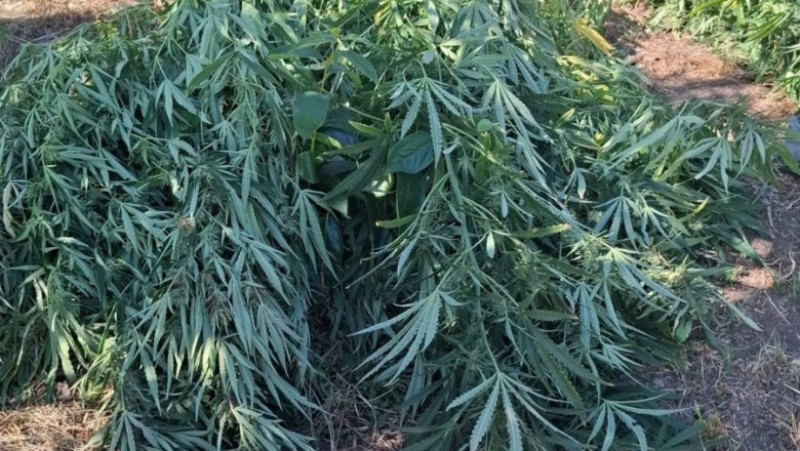 Cultură de canabis în Covasna, 60 de plante confiscate. Un bărbat de 62 de ani a fost reținut de DIICOT