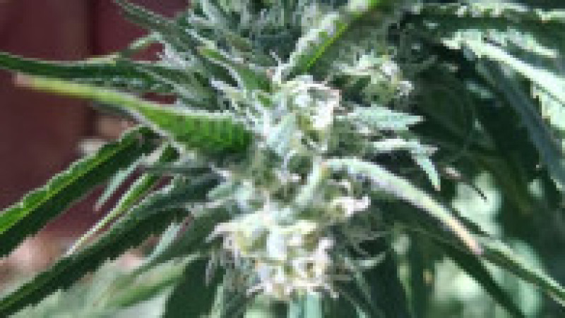Cultură de canabis în Covasna, 60 de plante confiscate. Un bărbat de 62 de ani a fost reținut de DIICOT | Poza 2 din 6