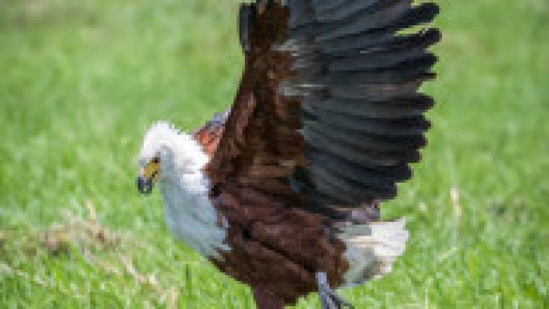 Momentul în care o șopârlă înfometată vrea să fure prada unui vultur. Foto: Profimedia Images | Poza 1 din 6