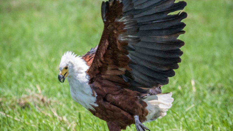Momentul în care o șopârlă înfometată vrea să fure prada unui vultur. Foto: Profimedia Images