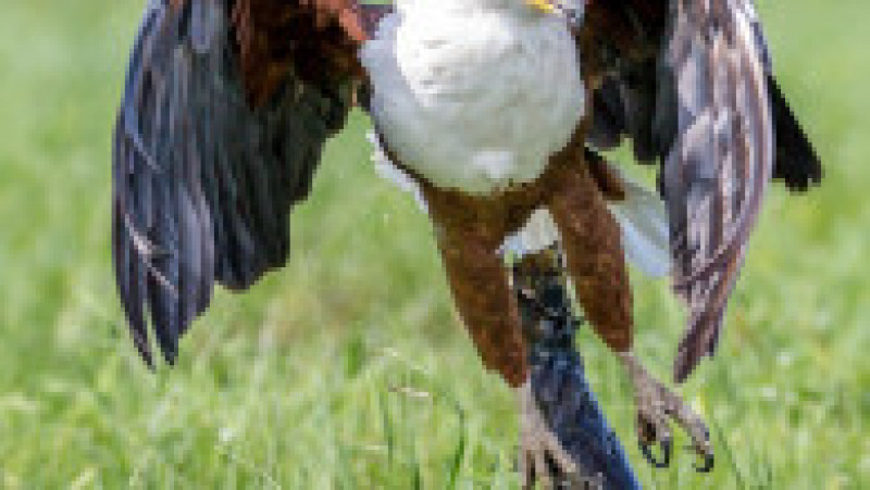 Momentul în care o șopârlă înfometată vrea să fure prada unui vultur. Foto: Profimedia Images | Poza 2 din 6