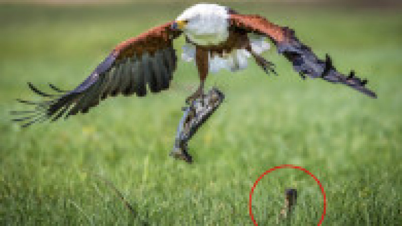 Momentul în care o șopârlă înfometată vrea să fure prada unui vultur. Foto: Profimedia Images | Poza 3 din 6