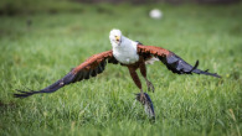 Momentul în care o șopârlă înfometată vrea să fure prada unui vultur. Foto: Profimedia Images | Poza 4 din 6