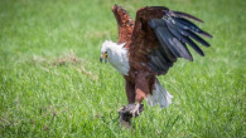 Momentul în care o șopârlă înfometată vrea să fure prada unui vultur. Foto: Profimedia Images | Poza 5 din 6