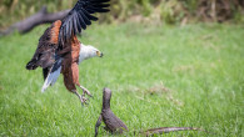 Momentul în care o șopârlă înfometată vrea să fure prada unui vultur. Foto: Profimedia Images | Poza 6 din 6