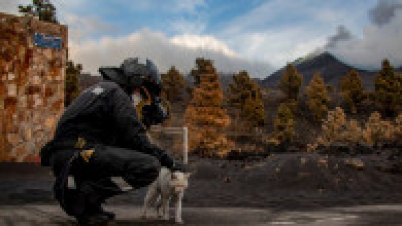 Pisică rătăcită după erupția vulcanului Cumbre Vieja Foto: Profimedia Images | Poza 36 din 81