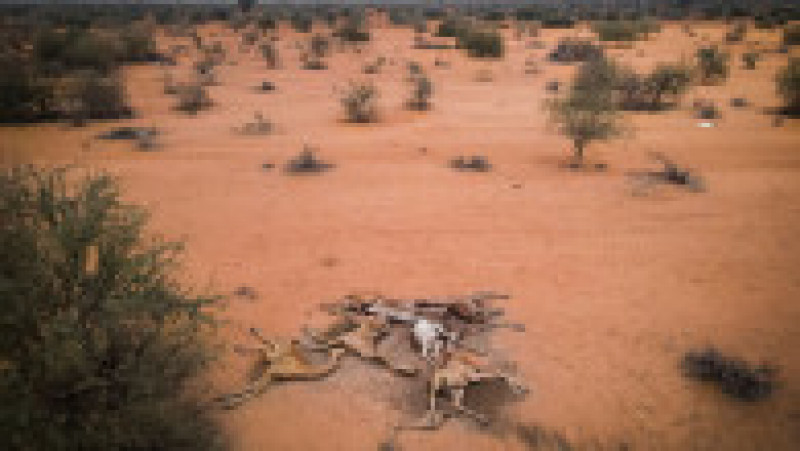 Mai multe girafe zac moarte din cauza secetei în Kenya. Foto: Guliver/Getty Images | Poza 6 din 8