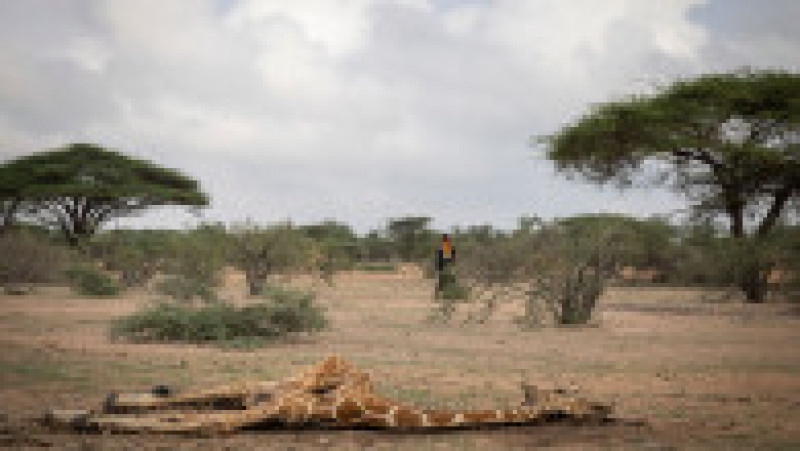 Mai multe girafe zac moarte din cauza secetei în Kenya. Foto: Guliver/Getty Images | Poza 7 din 8