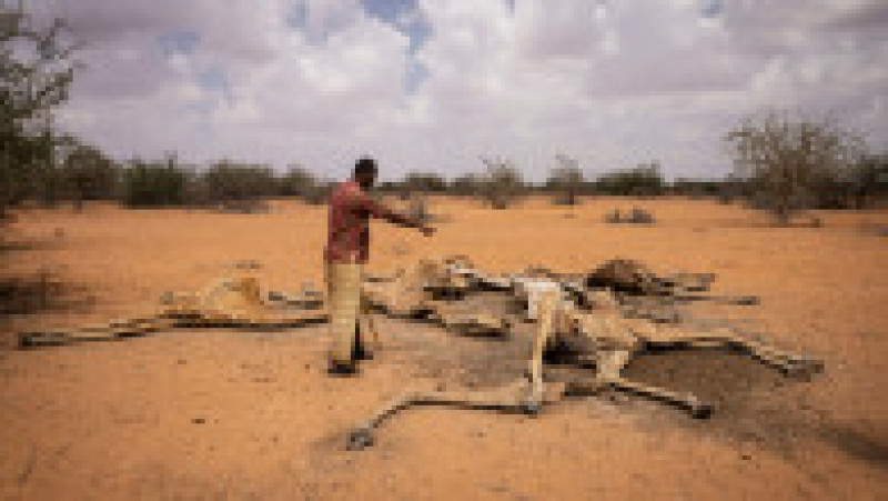 Mai multe girafe zac moarte din cauza secetei în Kenya. Foto: Guliver/Getty Images | Poza 4 din 8