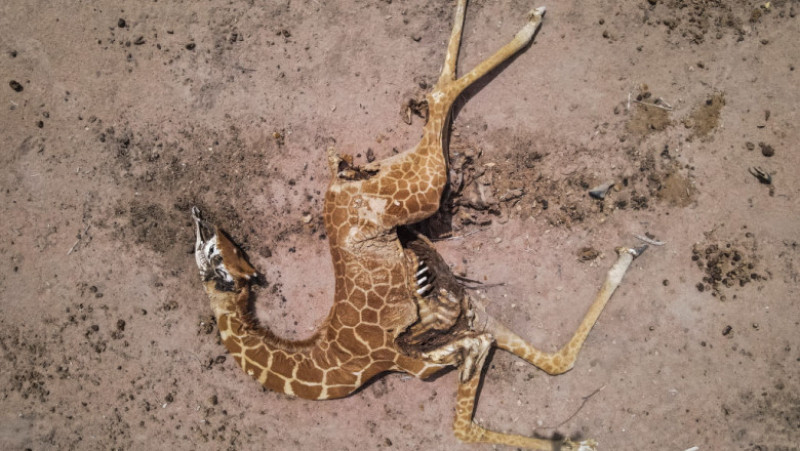 Mai multe girafe zac moarte din cauza secetei în Kenya. Foto: Guliver/Getty Images