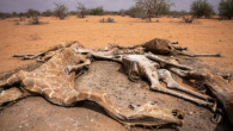 Mai multe girafe zac moarte din cauza secetei în Kenya. Foto: Guliver/Getty Images | Poza 3 din 8
