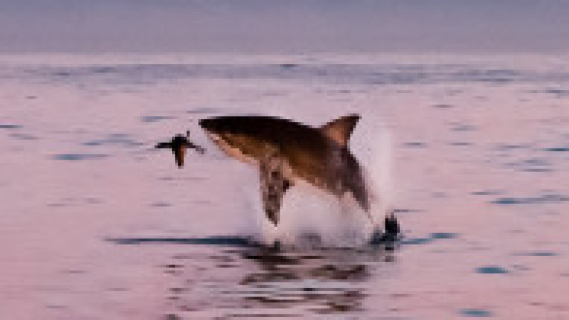 Un pui de focă reușește să scape de prădătorul său, un rechin uriaș din specia „Marele Alb”. Foto: Peter Bradley/Solent News via Profimedia | Poza 8 din 8