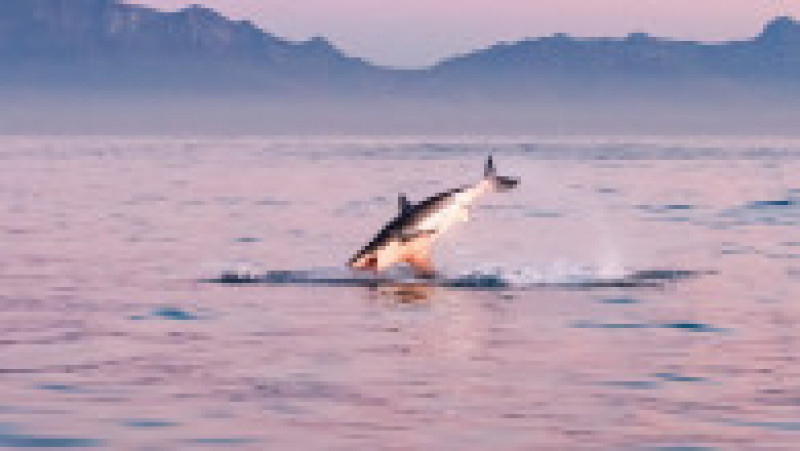 Un pui de focă reușește să scape de prădătorul său, un rechin uriaș din specia „Marele Alb”. Foto: Peter Bradley/Solent News via Profimedia | Poza 5 din 8