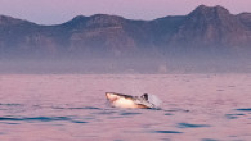 Un pui de focă reușește să scape de prădătorul său, un rechin uriaș din specia „Marele Alb”. Foto: Peter Bradley/Solent News via Profimedia | Poza 7 din 8
