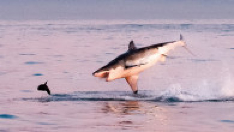 Un pui de focă reușește să scape de prădătorul său, un rechin uriaș din specia „Marele Alb”. Foto: Peter Bradley/Solent News via Profimedia | Poza 2 din 8