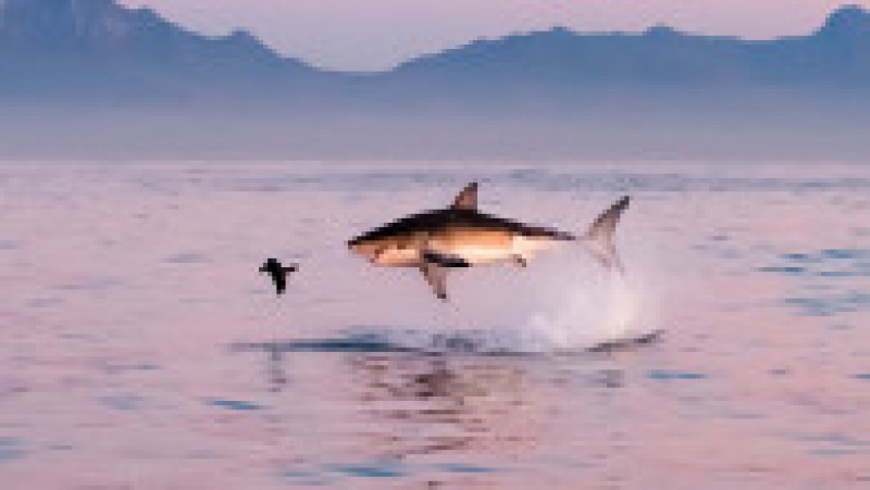Un pui de focă reușește să scape de prădătorul său, un rechin uriaș din specia „Marele Alb”. Foto: Peter Bradley/Solent News via Profimedia | Poza 4 din 8