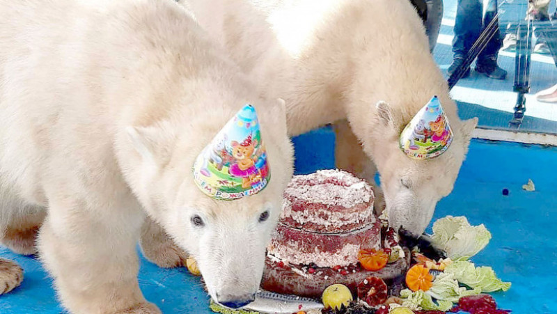 Doi pui de urs polar, respinși de mama lor și crescuți de îngrijitorii grădinii zoologice unde s-au născut, au împlinit un an. FOTO: Profimedia Images