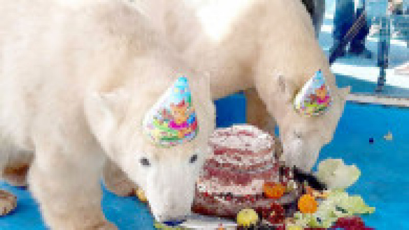 Doi pui de urs polar, respinși de mama lor și crescuți de îngrijitorii grădinii zoologice unde s-au născut, au împlinit un an. FOTO: Profimedia Images | Poza 1 din 9