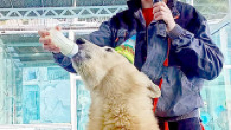 Doi pui de urs polar, respinși de mama lor și crescuți de îngrijitorii grădinii zoologice unde s-au născut, au împlinit un an. FOTO: Profimedia Images | Poza 4 din 9