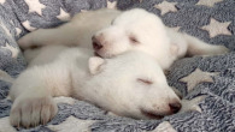 Doi pui de urs polar, respinși de mama lor și crescuți de îngrijitorii grădinii zoologice unde s-au născut, au împlinit un an. FOTO: Profimedia Images | Poza 9 din 9