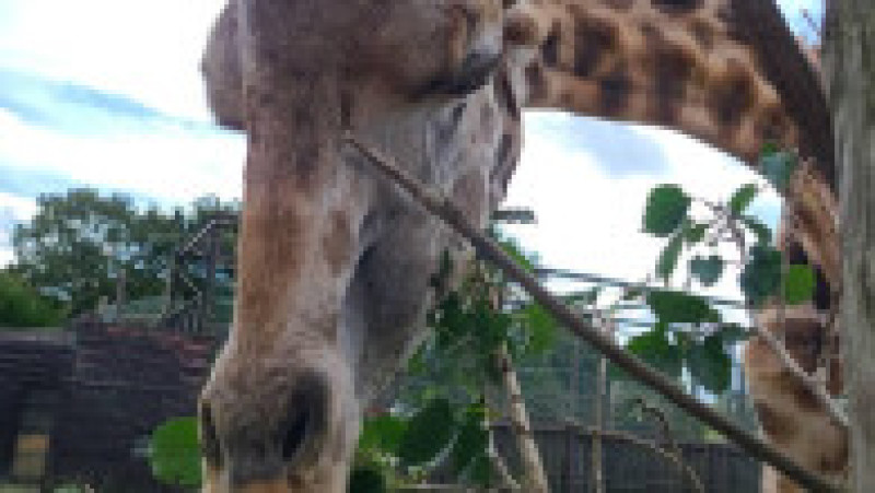 Sursa foto: Facebook / Nasu Safari Park | Poza 4 din 4